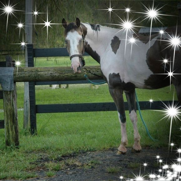 Meet your Posher, Lynn - Picture 1 of 1